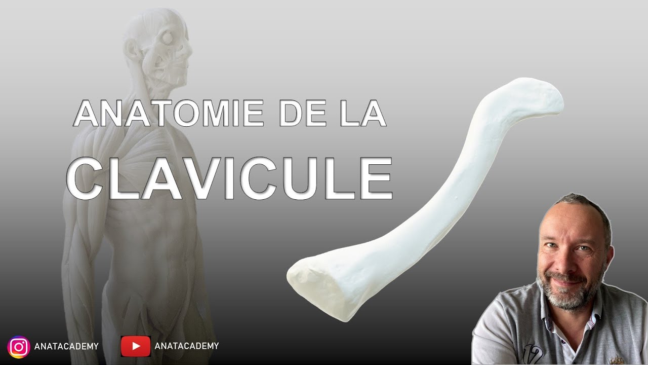 Anatomie de la Clavicule