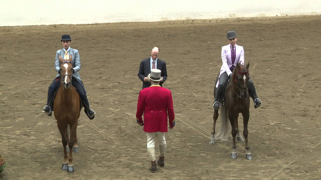 Big E Saddleseat Horse Show '15 Show Pleasure ThreeGaited Chloe