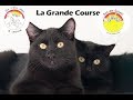 Grande Course Solidaire Leymen - Les P'tits Loups du Landskron