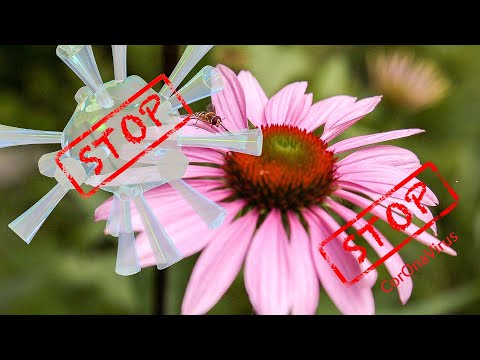 Wideo: Echinacea - Właściwości Lecznicze I Zastosowania