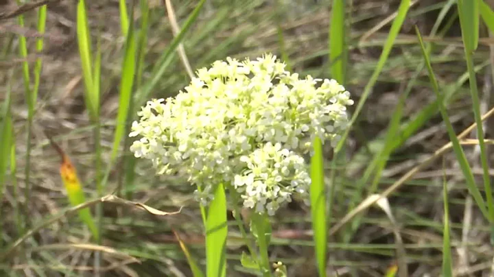 Noxious weeds have big impact on Montana
