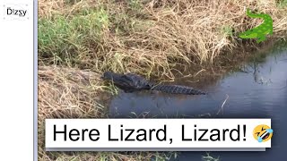 Seeing Alligators at Myakka River State Park, Sarasota FL by The Dizzy Fam 42 views 4 years ago 9 minutes, 34 seconds