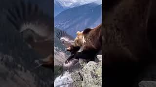 Bear Grabs an Eagle — Phone Footage