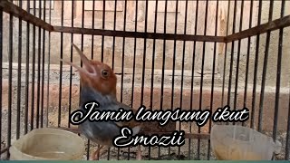prenjak jantan memanggil betina ribut emosi