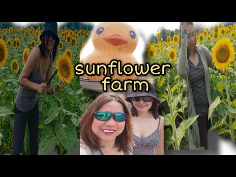 Video: Kuidas Teha Bright Sunflower Salatit