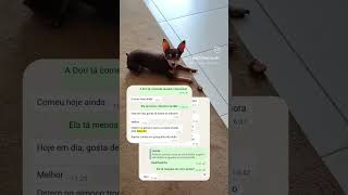 Snack Natural Hipoalergênico Www.instinto.pet