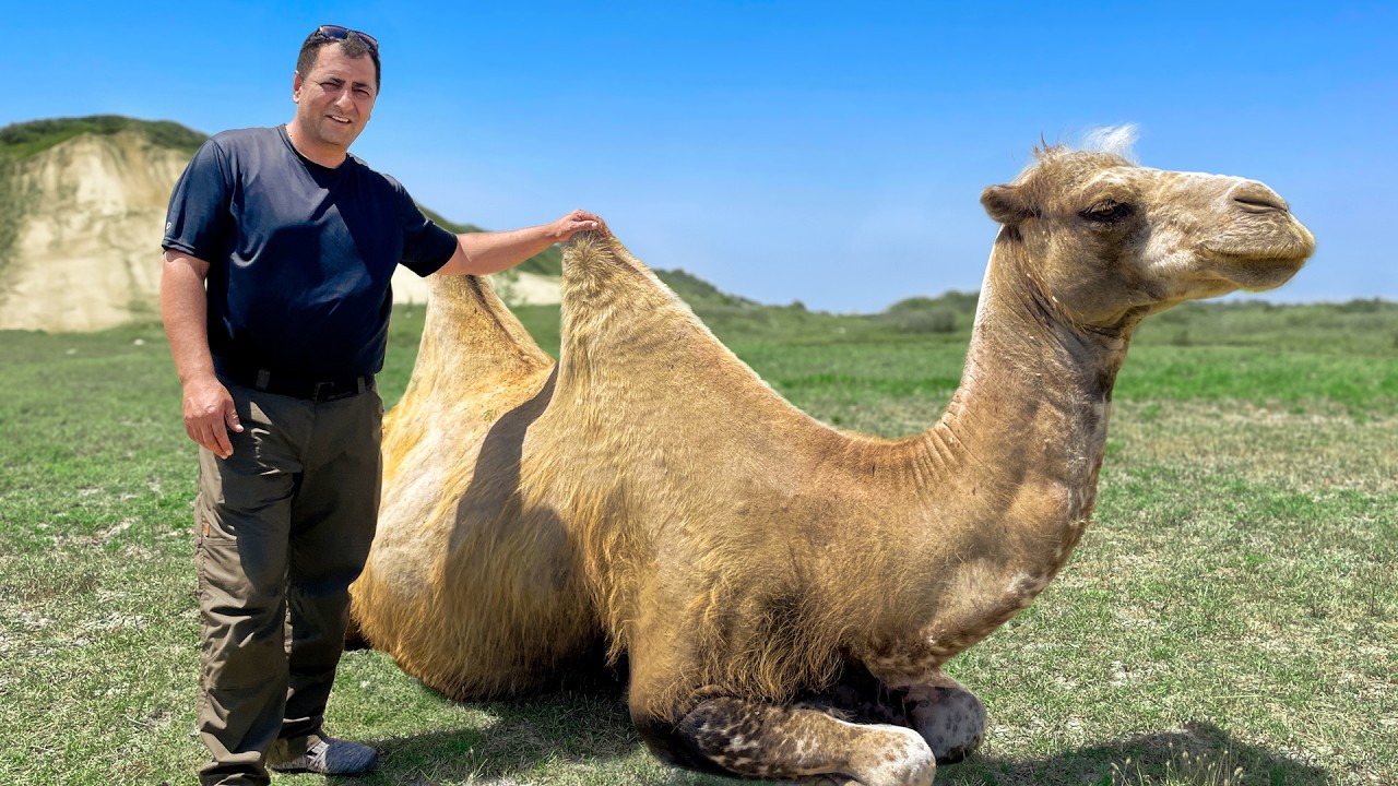 شوي جمل كامل في عيد الأضحى للقرية كلها! لا يمكن الاستغناء عن حفارة 🐪