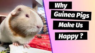 GUINEA PIGS bring HAPPINESS Scientific FACTS