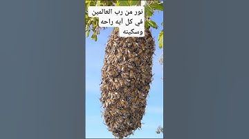 إستمع لسورة النحل بتلاوه عذبه #القرآن الكريم راحه للقلب الله نور السماوات والأرض إشتراك مشاركه