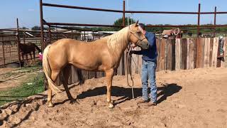 Trailer Loading a Problem Horse