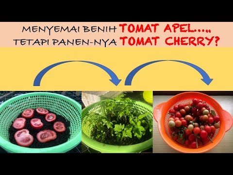 Video: Apa Itu Penyerbukan Silang - Pelajari Tentang Penyerbukan Silang Di Kebun Sayur