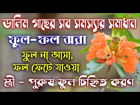 ভিডিও: কখন ফুলের বেদানা রোপণ করবেন?