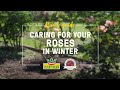 How to Care for Roses in Winter