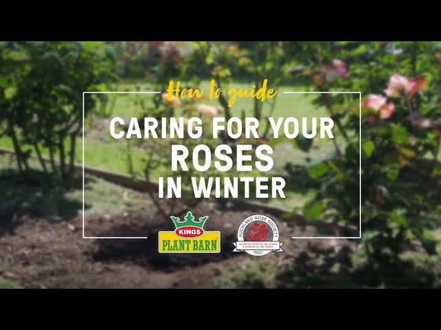 43 Best Images Flower And Plant Barn : St Marys Florist Flower Delivery By Flower Plant Barn