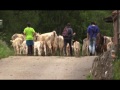 Documental 1 de junio Subida ganado Áliva