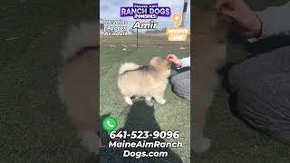 Amir the rare silver sable pomsky is such a playful little puppy 💘#PomskyPuppy #designerdog #dogreel by Maine Aim Ranch Dogs 46 views 1 month ago 1 minute, 14 seconds