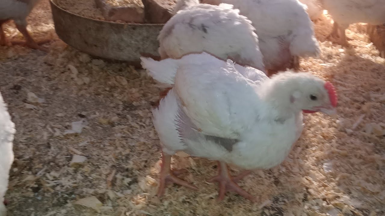 تربيه البيت افضل واحسن ما تشتريها من بره 100 مره 👍👏 يوم في حياه امي وربه منزل 💋❤️❤️😇😇