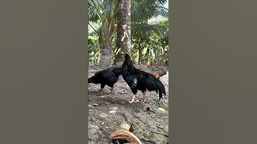 Và tìm quên kỉ niệm #85ninhthuan