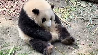 Giant Panda And Flower Gnaw Jiojio Dont Know How They Taste