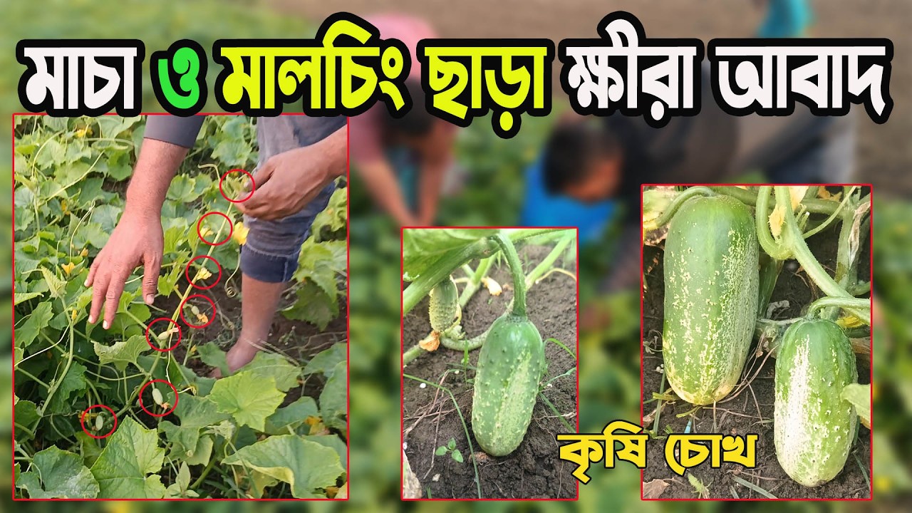 মাটিতে ক্ষীরা আবাদ হয় না এই ধারণা সম্পূর্ণ ভুল ।। মাচা ও মালচিং ছাড় ক্ষীরা আবাদ কৌশল