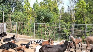 Discovering the charm of Sirmour goats at this sustainable farm! 🐐🌿#goatfarm #sirmourgoatfarm #viral