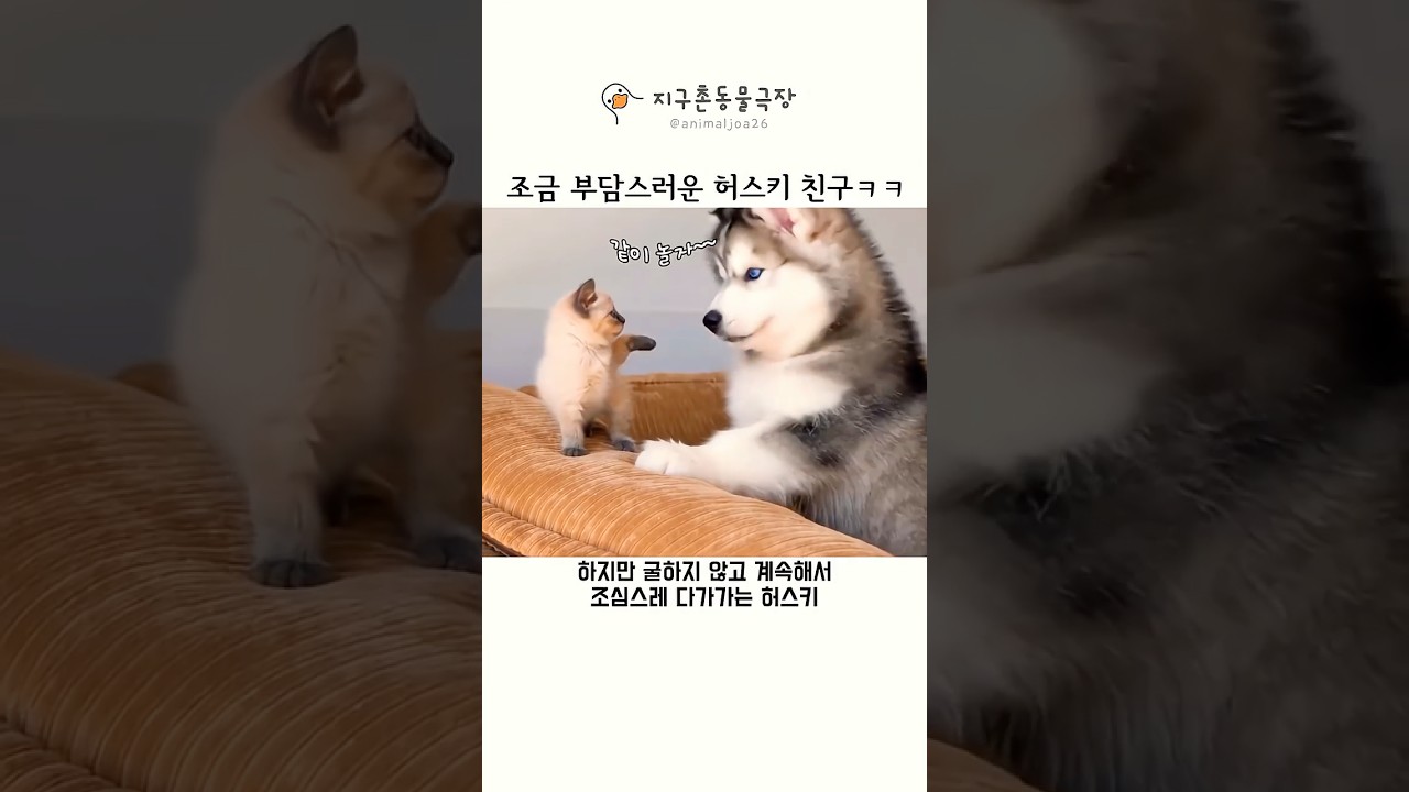 아기 고양이에겐 조금 부담스러운 허스키 친구 ㅋㅋㅋ