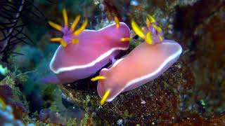 S.M.Y. Ondina & M.Y. Oceanic; SEA LIFE NUDIBRANCHS OF RAJA AMPAT