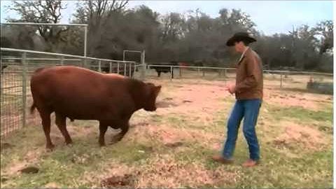 Low Stress Cattle Handling (C2C)
