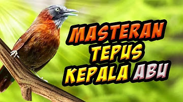 masteran tepus kepala abu nembak kasar,  joss untuk burung lomba / video daun hijau tertiup angin