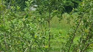 Yellow-billed amazon Parrots visited the pond today. peace# nature# screenshot 5