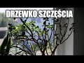 Drzewko szczęścia Jak pielęgnuję? │Semika