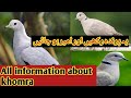 All Information About Doves Khumra Kia Hota Ha BirdLovers Indehat
