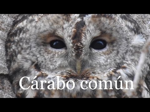 Cárabo Común Canto