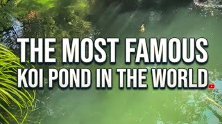 Exploring the Most Famous Koi Pond in the World! 🎏 #koi