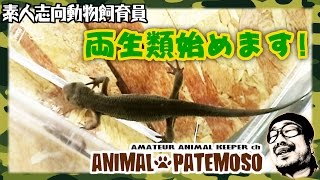 新しい仲間がやってきた!両生類はじめます!【アカハライモリ Japanese fire belly newt】【ビバリウムvivarium】