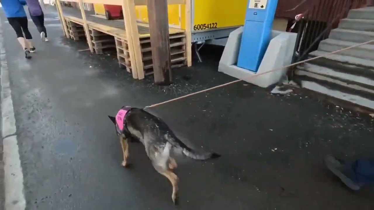 Bjørnulvs Zpeedy @tackingdog@hard surface@lørenskog dyrebutikk@canelana