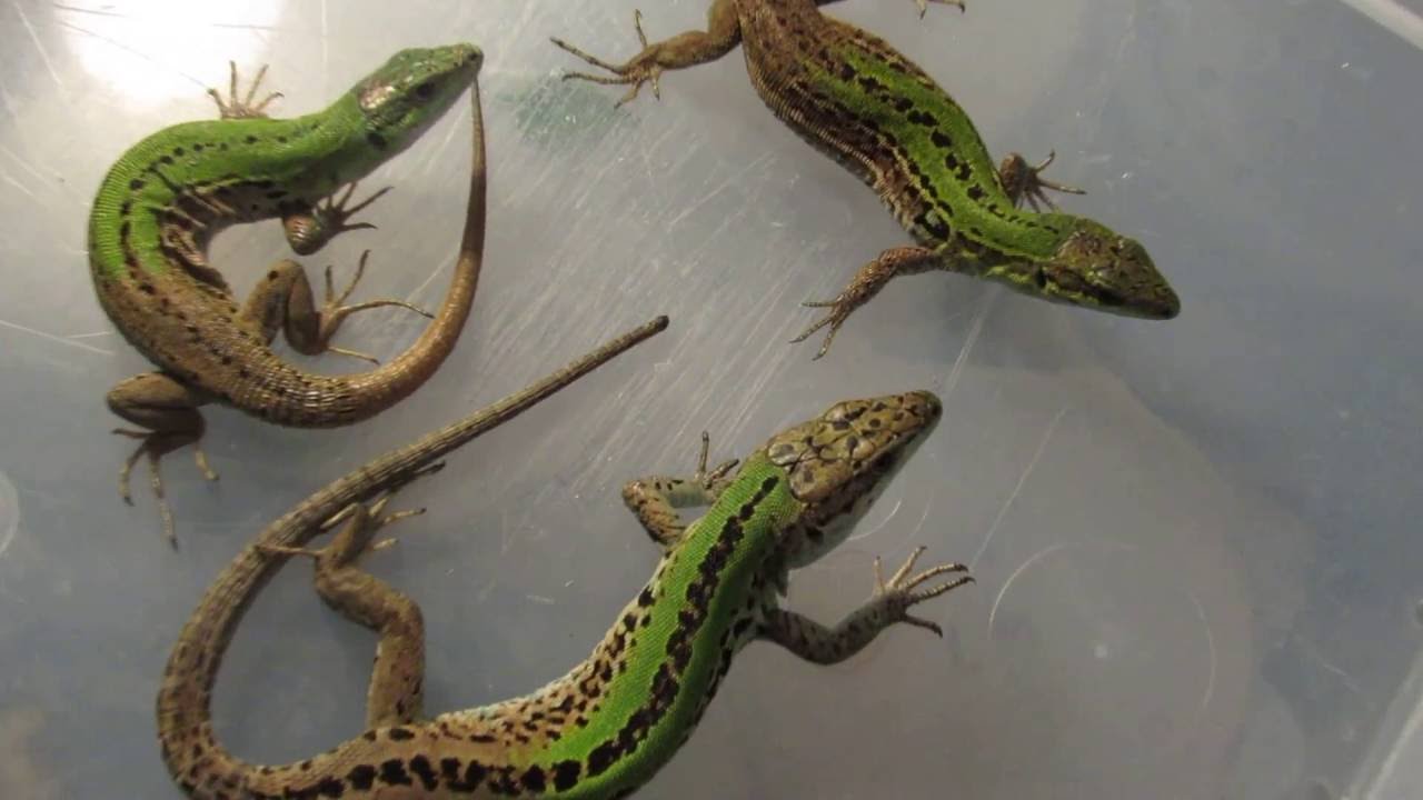 Italian Wall Lizards 1 2 0 Podarcis Sicula YouTube Italian Wall Lizards 1 2 0 Podarcis Sicula YouTube