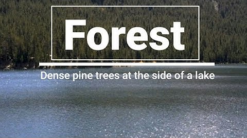 Forest - Dense pine trees at the side of lake (Forest - Nature Relaxation hd video)