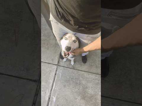 كلبي ناعم للغاية اشترك هاسكي