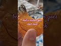 Animal sound song Bubble Education