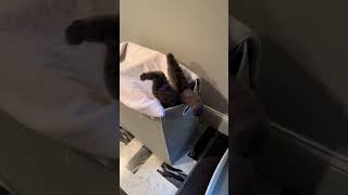 Just a cat letting him fall 😍😍 #animals #cute #funny #cuteanimals #cats #shorts