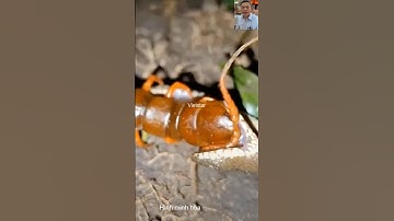 Rắn đối đầu với rết và cái kết #shortvideo #animals #dongvat #wildlife #thegioidongvat