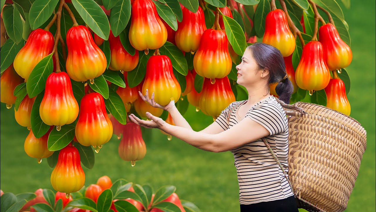 Harvesting Giant Mutant Rose Apples | Sold Out Instantly at Village ...