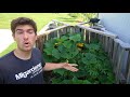 A look at a Compost Pile Permaculture Garden and Why it ROCKS!