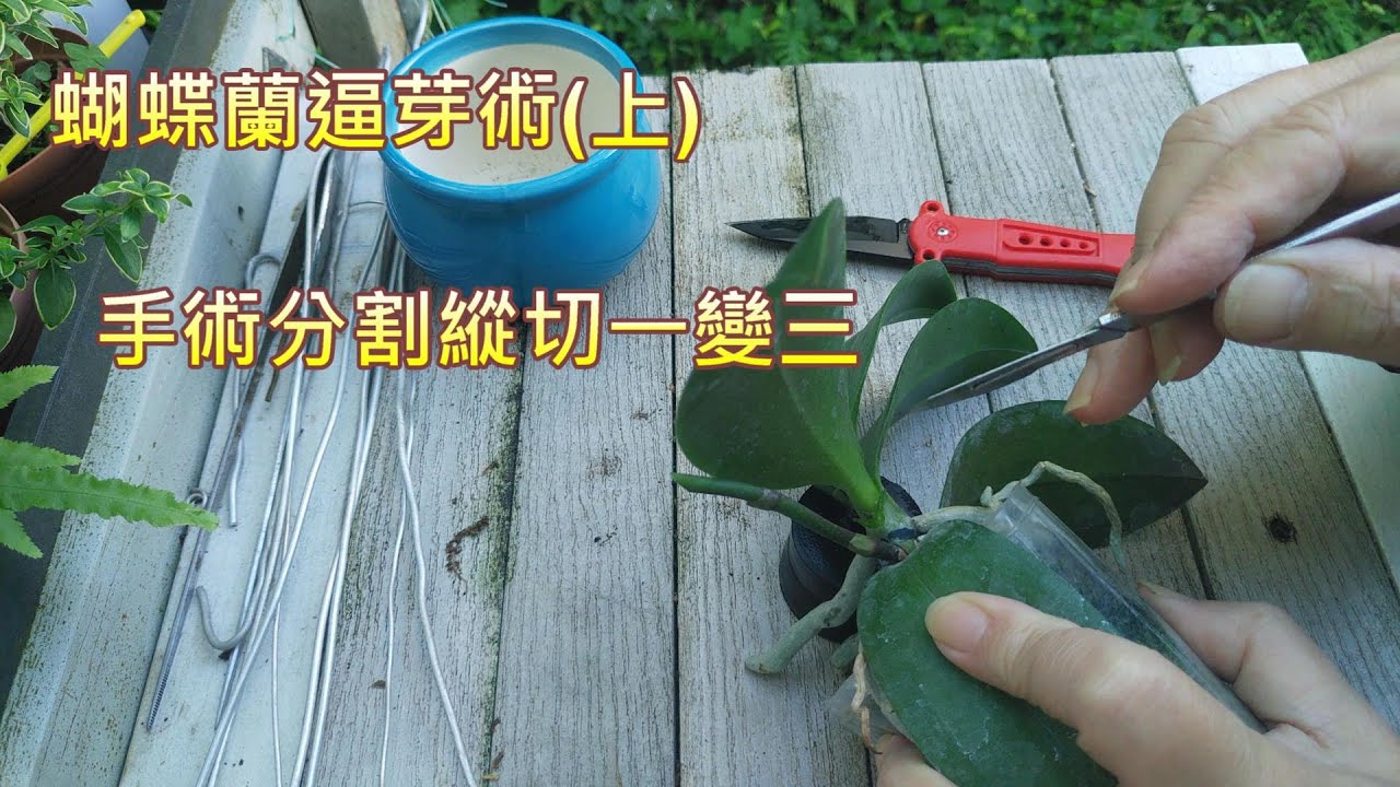 【犀利小農莊27】蝴蝶蘭逼芽術(上)手術分割縱切一變三 Phalaenopsis asexual reproduction ramets