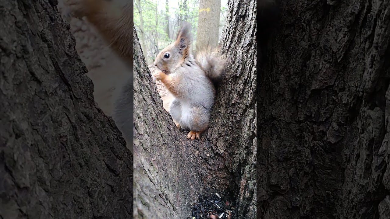 Белочкам очень нравится это местечко, где можно спокойно поесть орешков! Удельный парк!