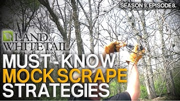 The Truth About Mock Scrapes | Land of Whitetail