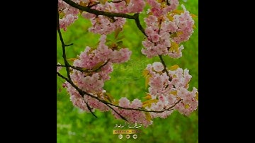 🌸🍃اللهم صل وسلم على نبينا محمد ✨ سورة الأحزاب:٥٦|مشاري العفاسي|Surah al Ahzaab:56|Mishary Alafasy