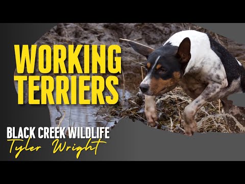 Βίντεο: Decker vs. Rat Terrier Τύποι