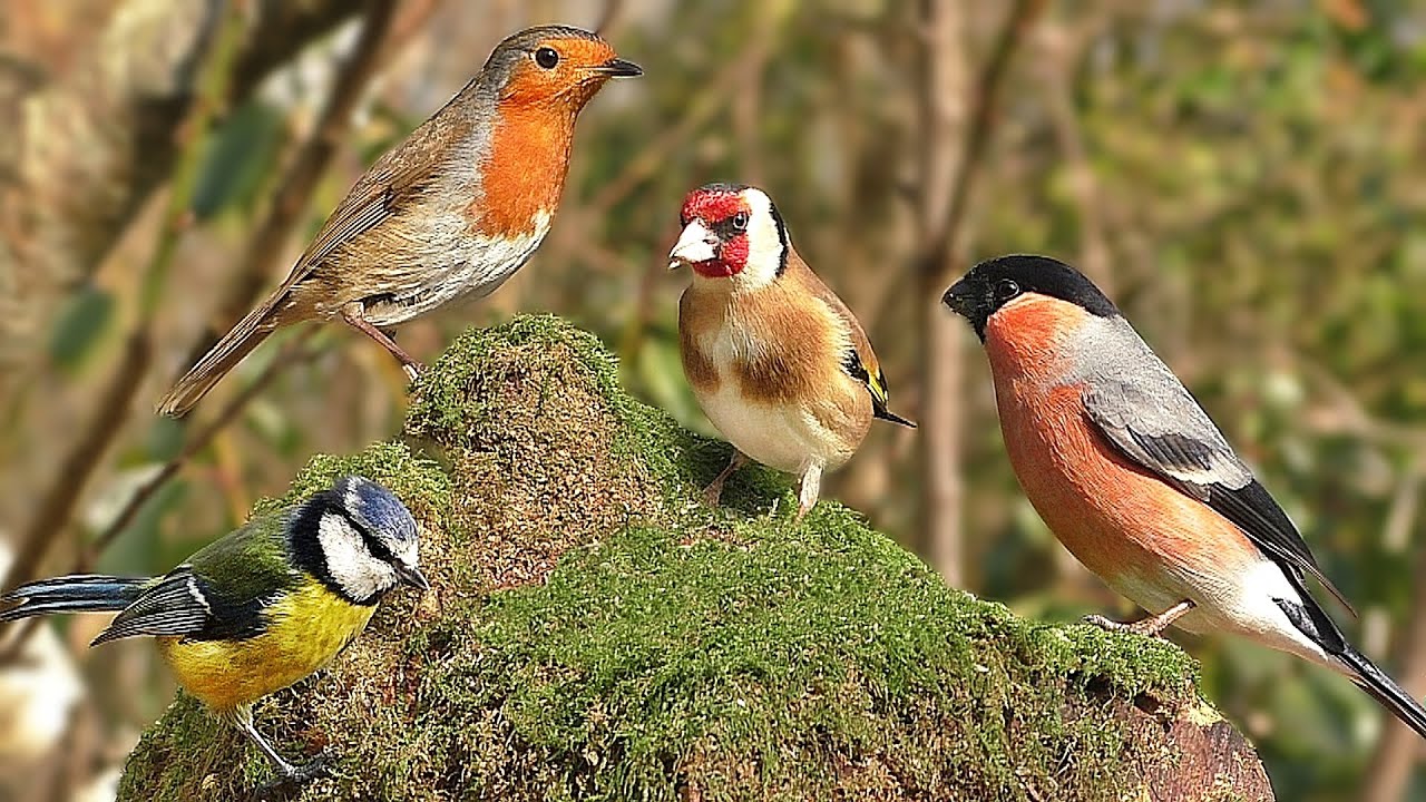 Resultado de imagen para birds singing photos